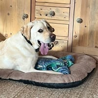 Bermude, chien à adopter