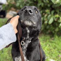 Merlin, dog to adopt