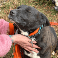 Penfold, dog to adopt
