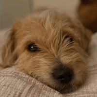 Yara, female dog to adopt