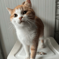 Raviolo, cat to adopt