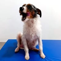 HARPER, chienne à adopter