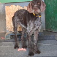 MARCELA, chienne à adopter