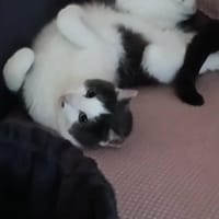 JAKE, chat à adopter