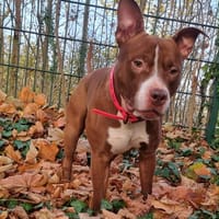 TATUM, le dynamique, chien à adopter