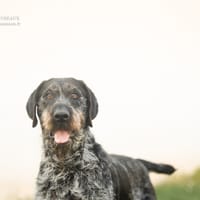 Nina, chienne à adopter