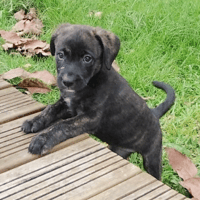 BOO l'exploratrice, chienne à adopter