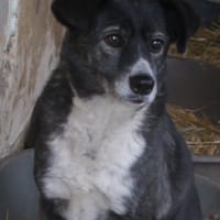 Ofélia, chienne à adopter