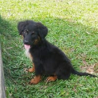 NAMI la rêveuse, chienne à adopter