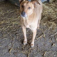 Tismé, chien à adopter