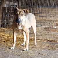 Gotham, chien à adopter