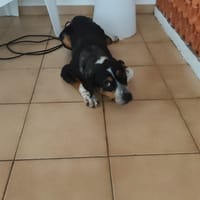 TINNIE, chienne à adopter