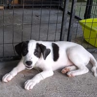 INDIGO, chiot Berger Créole mâle, chien à adopter