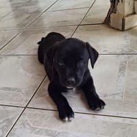 BIANCA, Une petite créole pleine de vie, chienne à adopter