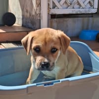 🐾 BELLA, adorable chiot femelle berger créole à adopter 🐾, chienne à adopter