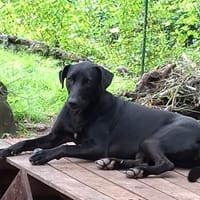 USLA, Femelle croisée créole, chienne à adopter