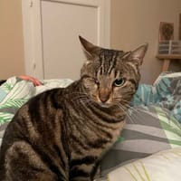 NAMI, chatte à adopter