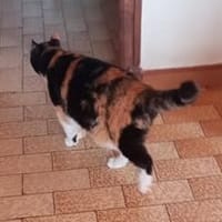 MIMINE, chatte à adopter