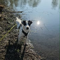 Vador l'adorable petit guerrier tripatte, chien à adopter