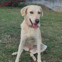 Suzie la belle et douce louloute, chienne à adopter
