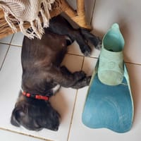 Baloo petit amour de loulou, chien à adopter