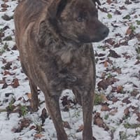 TEX, chien à adopter