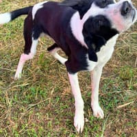 PANDA, chien à adopter