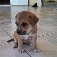 🐾 MYDEE, petit cœur à quatre pattes, cherche sa famille ! 🐾, chien à adopter