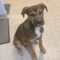 SAMOA, chiot Berger Créole mâle, chien à adopter