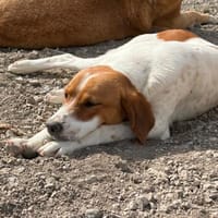 Sanfter, sportlicher Rüde, Hund zur Adoption