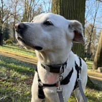 Anja - Liebenswerte Hündin auf PS, Hündin zur Adoption