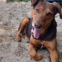 Tolle Begleiterin Pearly, Hündin zur Adoption