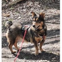 Catelyn - wartet in 32689 Kalletal, Hündin zur Adoption