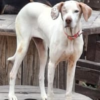 Jara, Hündin zur Adoption