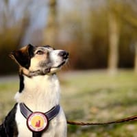 Lio sucht ein geduldiges Zuhause, Hund zur Adoption