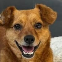 MARILOU-lebensfrohe, liebe Hündin, 40 cm, Hündin zur Adoption