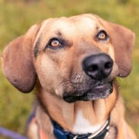 Freddi  ein richtig toller Hundekumpel, Hund zur Adoption