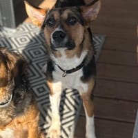 Rixa - liebe Hündin sucht Dich, Hündin zur Adoption