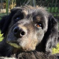 SVENJA-ruhige,süße Hündin,längerem Fell, Hündin zur Adoption