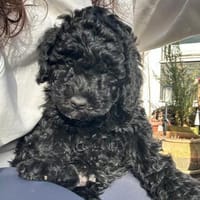 Clarice  freundliche kleine Hündin such, Hündin zur Adoption