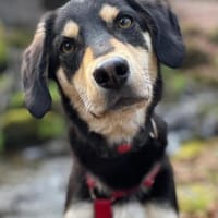 Franzl-möchte mit dir Abenteuer erleben, Hund zur Adoption