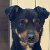 OLIVER-lieber,dreifarbiger Rüde, 42 cm, Hund zur Adoption