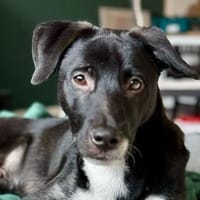 Wer gibt Freddi eine Chance?, Hund zur Adoption