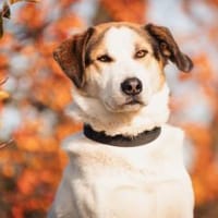 Sharky-witziger Charakterkopf sucht dich, Hund zur Adoption