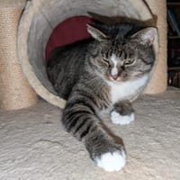 Sid sucht ein liebevolles Zuhause, Kater zur Adoption