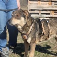 Pilou wartet schon auf dich!, Hund zur Adoption