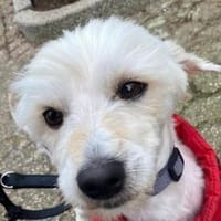 WINFRED-zuckersüßer Wuschel-Rüde, Hund zur Adoption