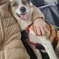 DARCY ist ein liebevolles Mädchen ♥, Hündin zur Adoption