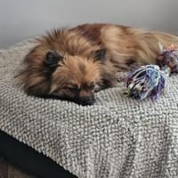 Maszat  in 52391 Vettweiß, Hündin zur Adoption