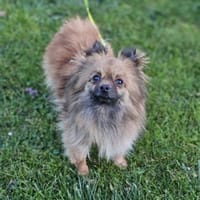 Maszat  in 52391 Vettweiß, Hündin zur Adoption